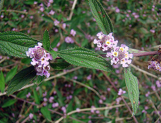 Lippia species inhibit gum disease bacteria