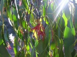 mistletoe extends survival time for cancer