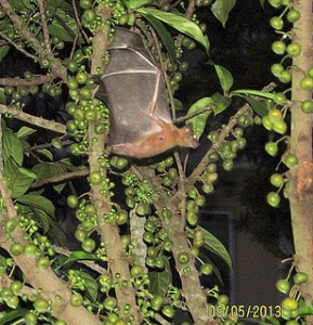 fruit bats and bush meats harbor ebola