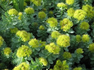 rhodiola rosea treats major depression