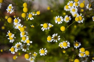 chamomile and thyroid diseases