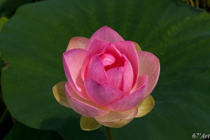 sacred lotus heals and calms the mind