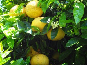 citrus peels inhibit bacteria