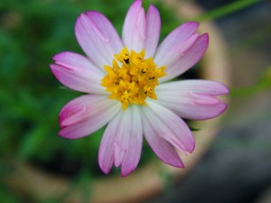 Cosmos caudatus treats diabetes and bone loss and HDL and LDL and inflammation and infections and others