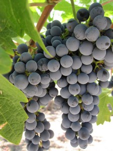 purple grapes boost memory