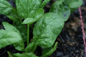 spinach and carotenoids