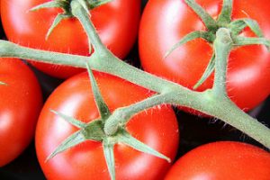 tomato sauce has better cardiovascular benefits than raw tomatoes
