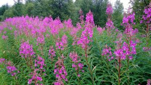 willowherb is antibiotic against superbugs