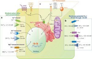 zinc and other minerals increase autoimmunity