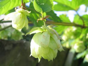Hops inhibits breast cancer and relieves menopausal symptoms
