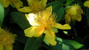 st johns wort treats depression and mood disorders