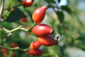 rose hips treat at least 12 diseases