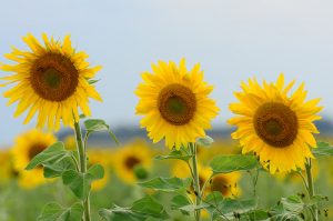 research finds that plant-based fats healtier than dairy or animal fats
