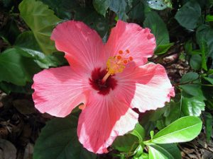 Hibiscus treats hypertension and urinary tract infections