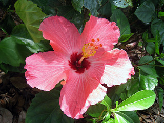 Hibiscus Treats Hypertension, Urinary Tract Infections - Heal Naturally