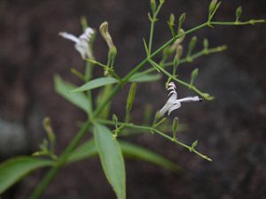 Andrographis paniculata fights dengue