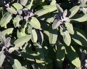 Sage increases multitasking