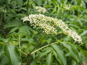 Elderberry flowers slows Parkinson's