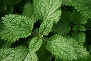 lemon balm and valerian root reduce hyperactivity and increase focus