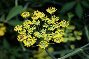fennel and curcumin relieve IBS
