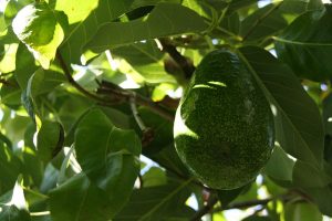 avocado and metabolic syndrome