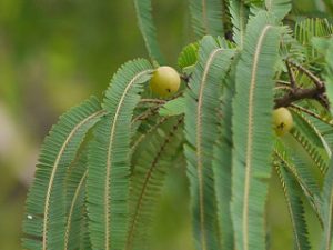Amla intestinal problems