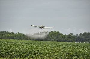 cross-contanimation glyphosate